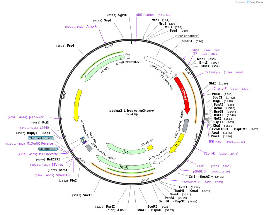 128057-plasmid-map-sequence-id-255101
