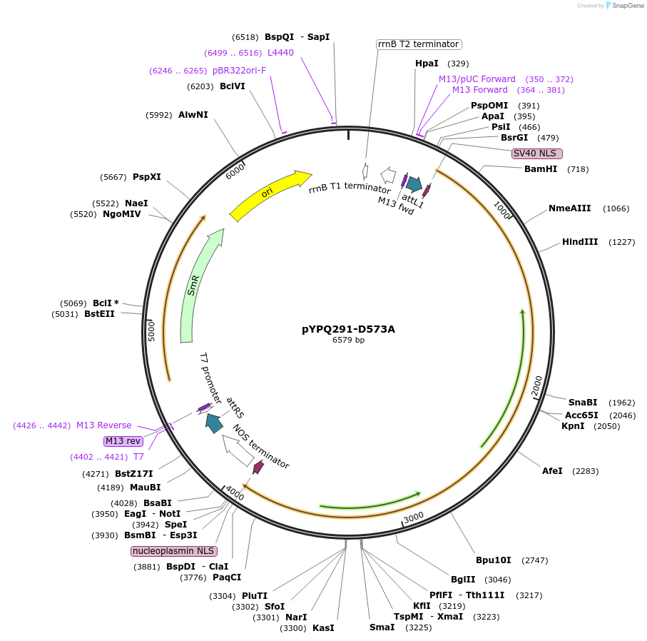 129676-plasmid-map-sequence-id-255113
