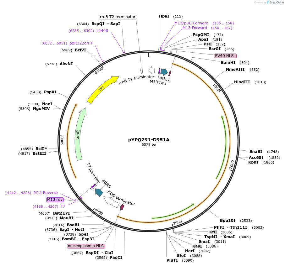 129677-plasmid-map-sequence-id-255121