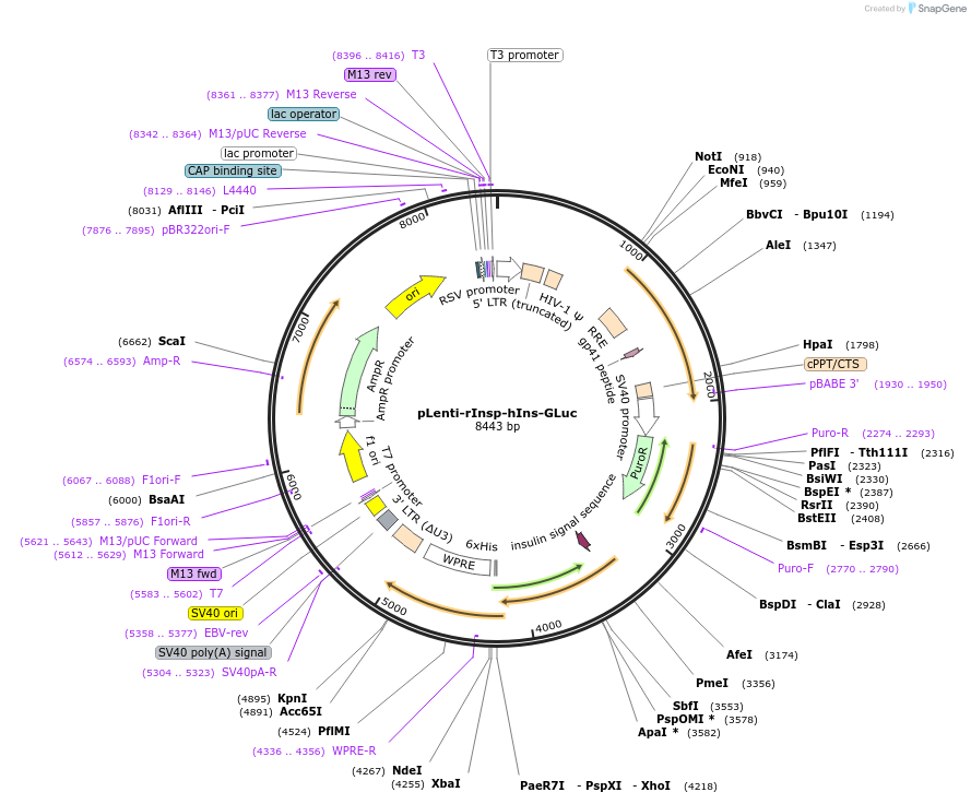 89927-plasmid-map-sequence-id-255126