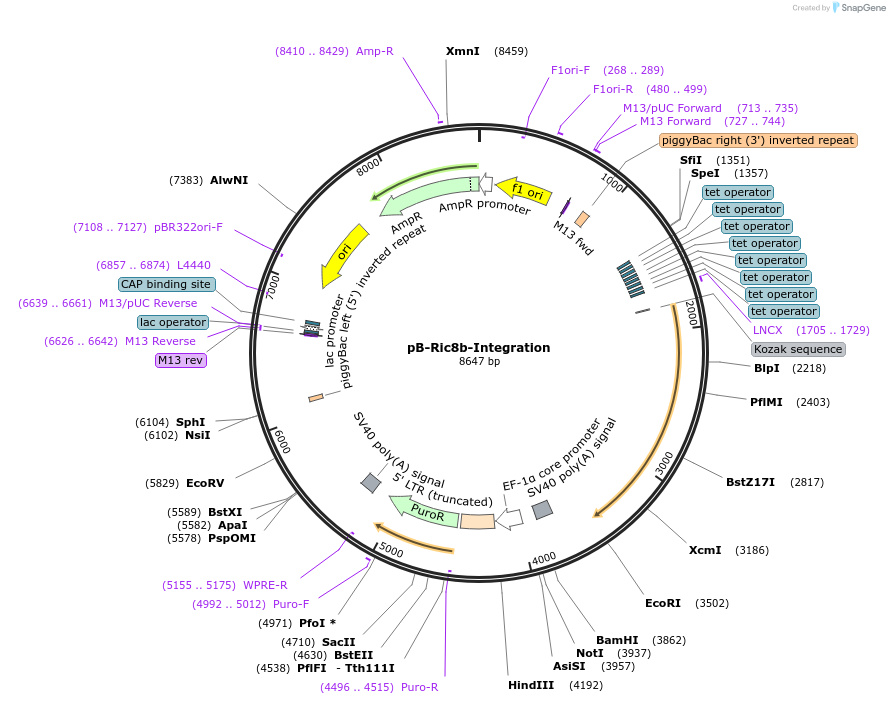 129457-plasmid-map-sequence-id-255131