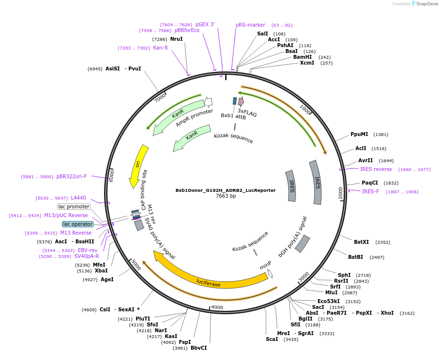 129794-plasmid-map-sequence-id-255134