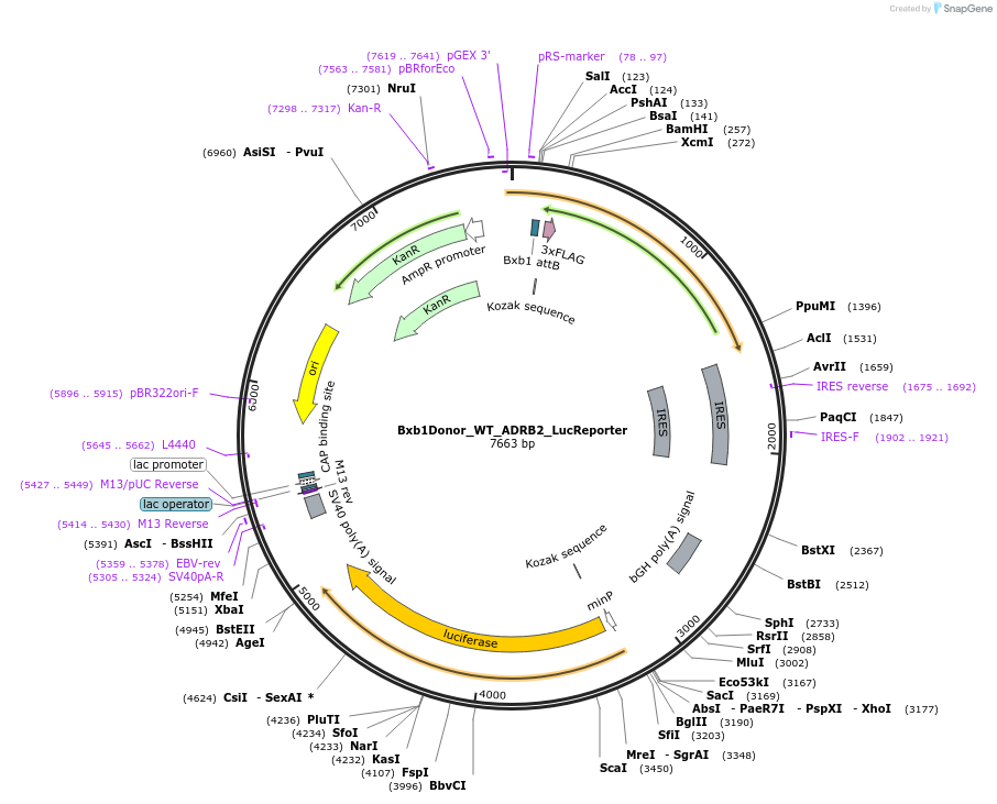 129788-plasmid-map-sequence-id-255135