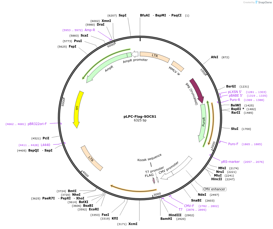 129514-plasmid-map-sequence-id-255152