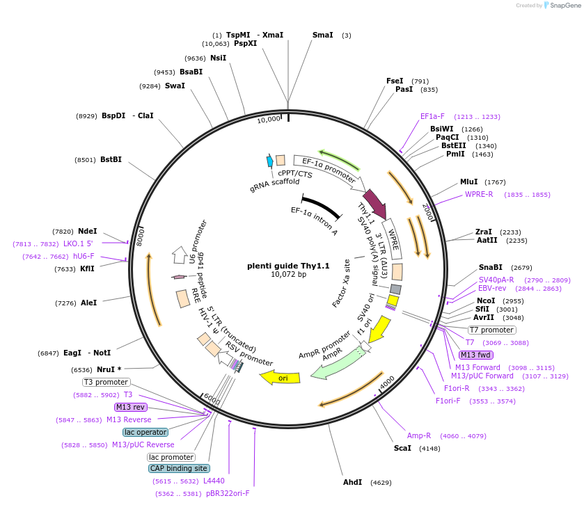 128063-plasmid-map-sequence-id-255154