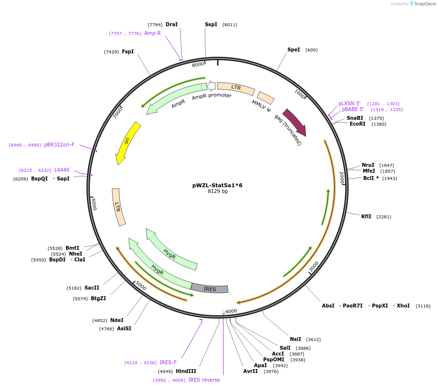 130669-plasmid-map-sequence-id-255158