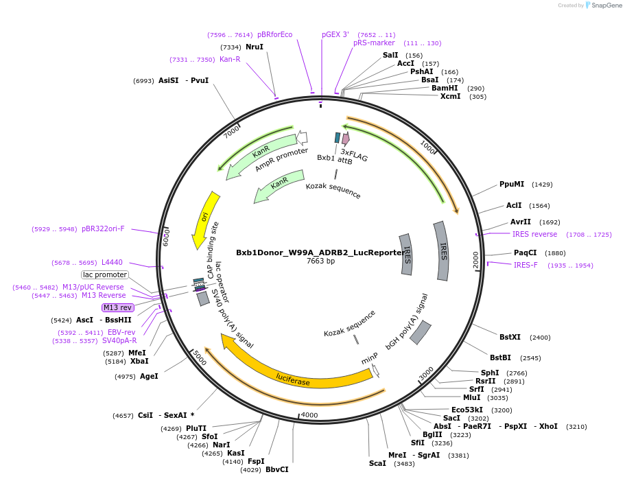 129789-plasmid-map-sequence-id-255165