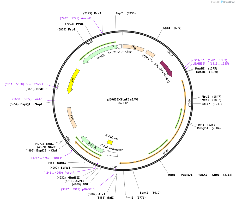 130668-plasmid-map-sequence-id-255167