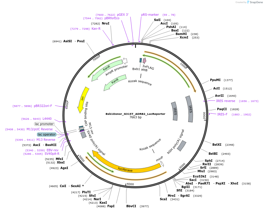 129793-plasmid-map-sequence-id-255170