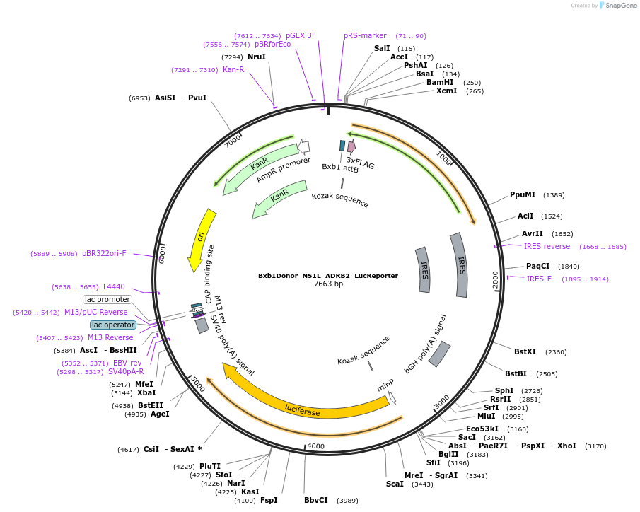 129790-plasmid-map-sequence-id-255172