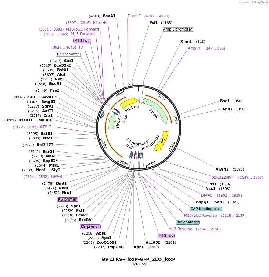 128064-plasmid-map-sequence-id-255173