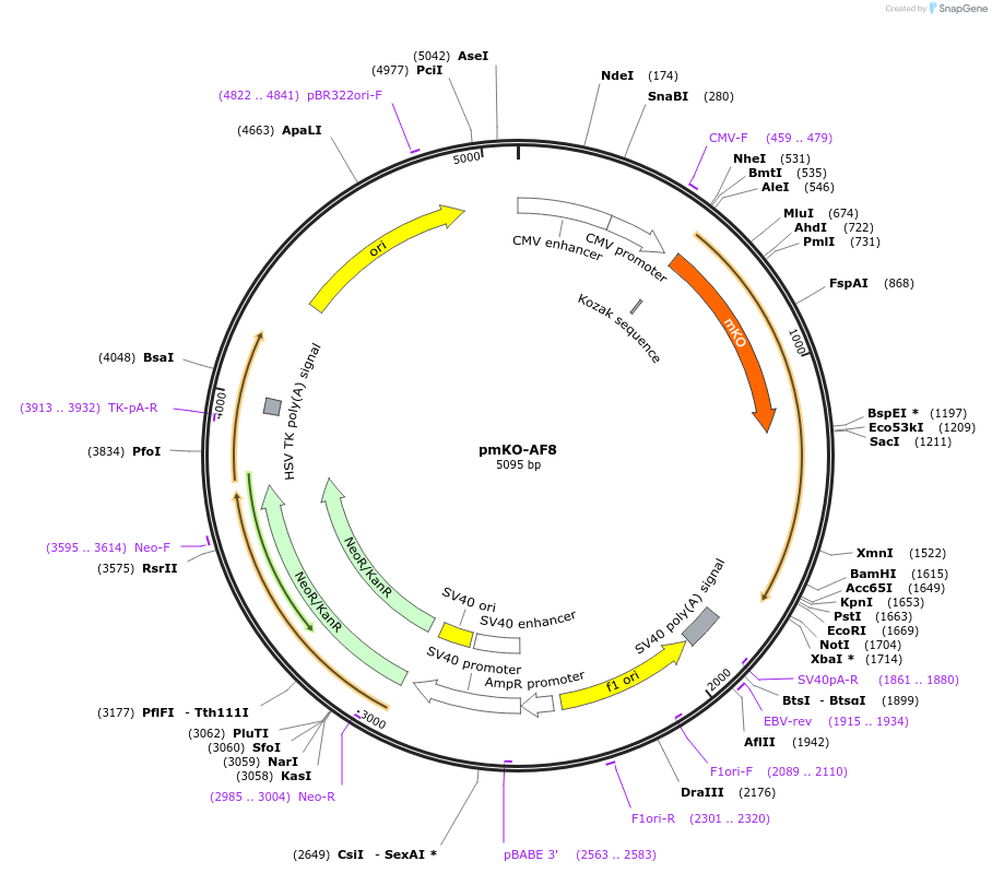 118224-plasmid-map-sequence-id-255174