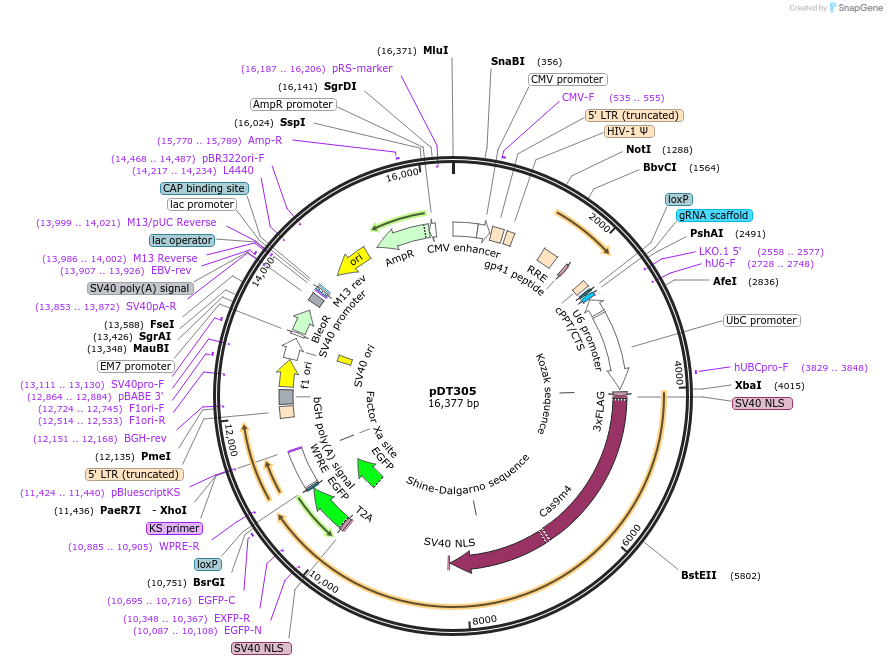 128801-plasmid-map-sequence-id-255180