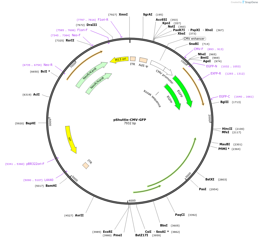128065-plasmid-map-sequence-id-255181