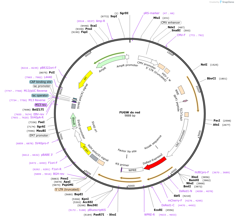 128067-plasmid-map-sequence-id-255182
