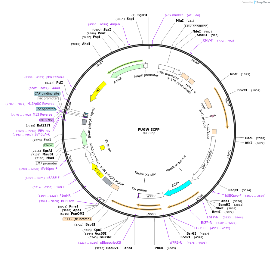 128068-plasmid-map-sequence-id-255184