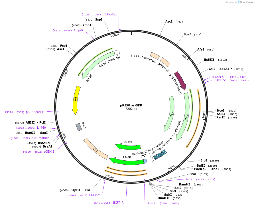 128069-plasmid-map-sequence-id-255185