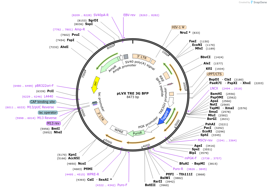 128070-plasmid-map-sequence-id-255190