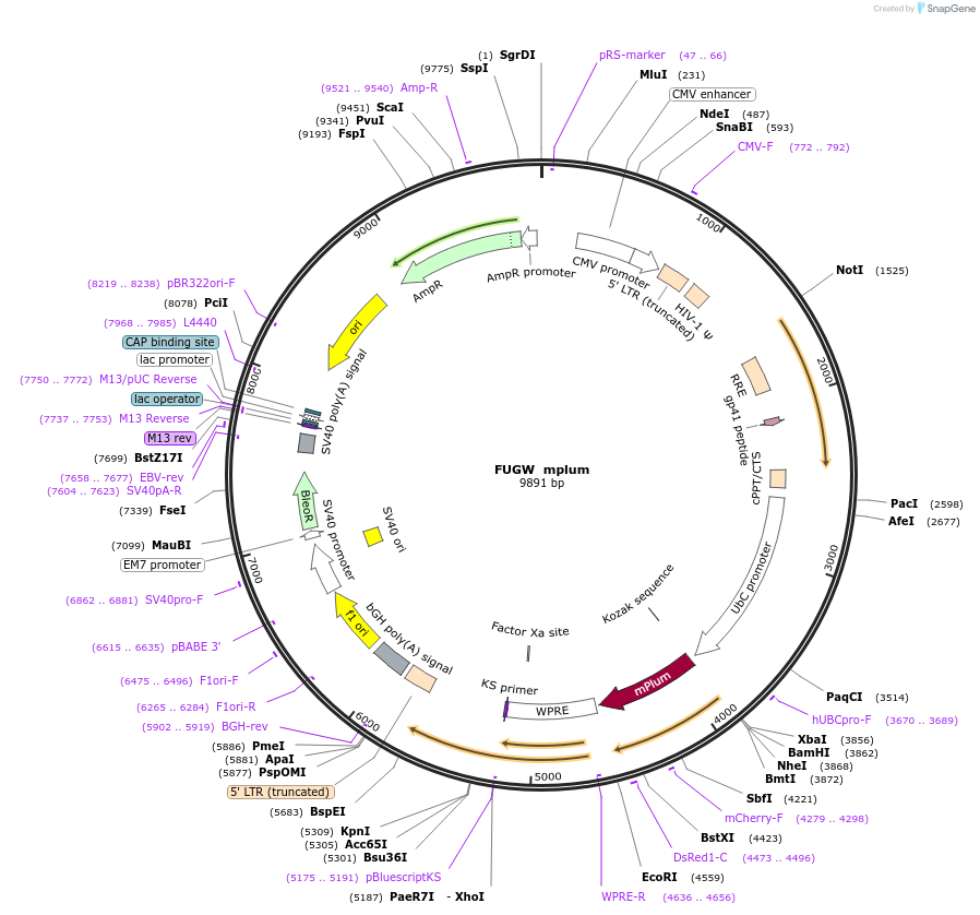128071-plasmid-map-sequence-id-255192