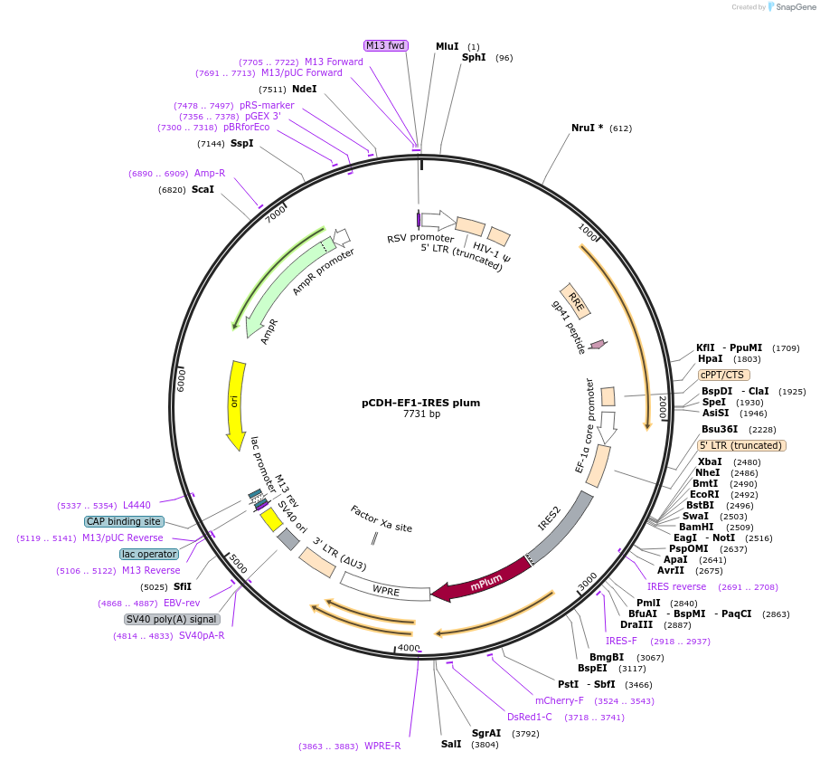 128072-plasmid-map-sequence-id-255193