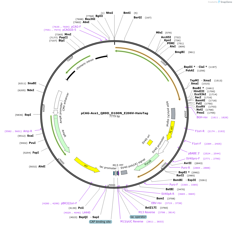 129255-plasmid-map-sequence-id-255241