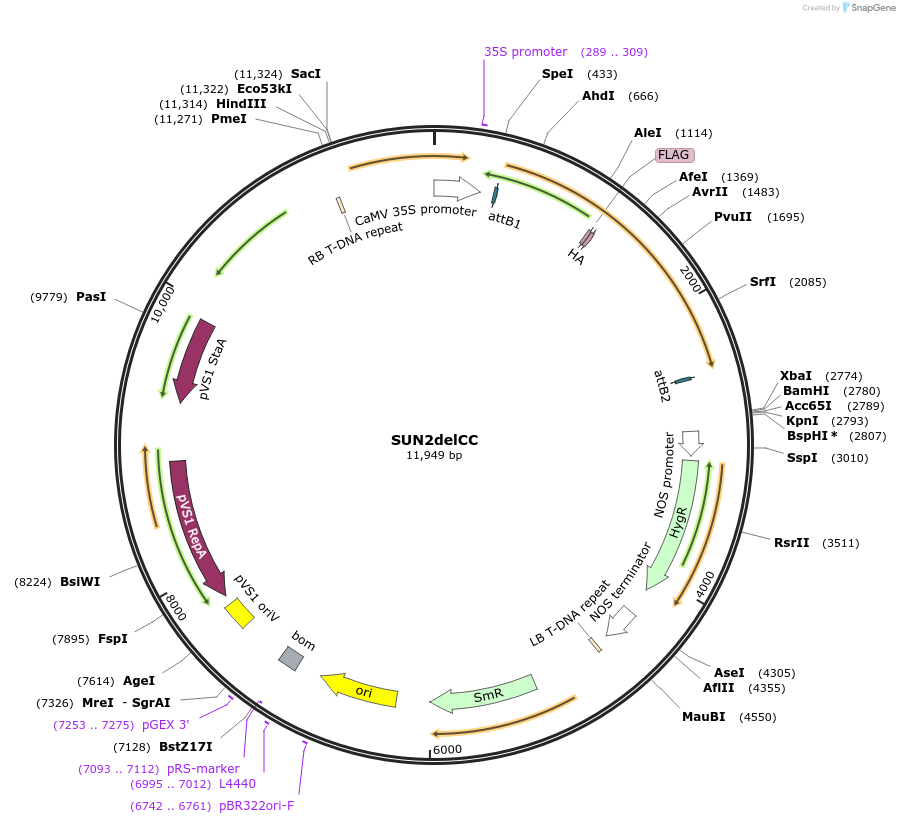 130836-plasmid-map-sequence-id-255270