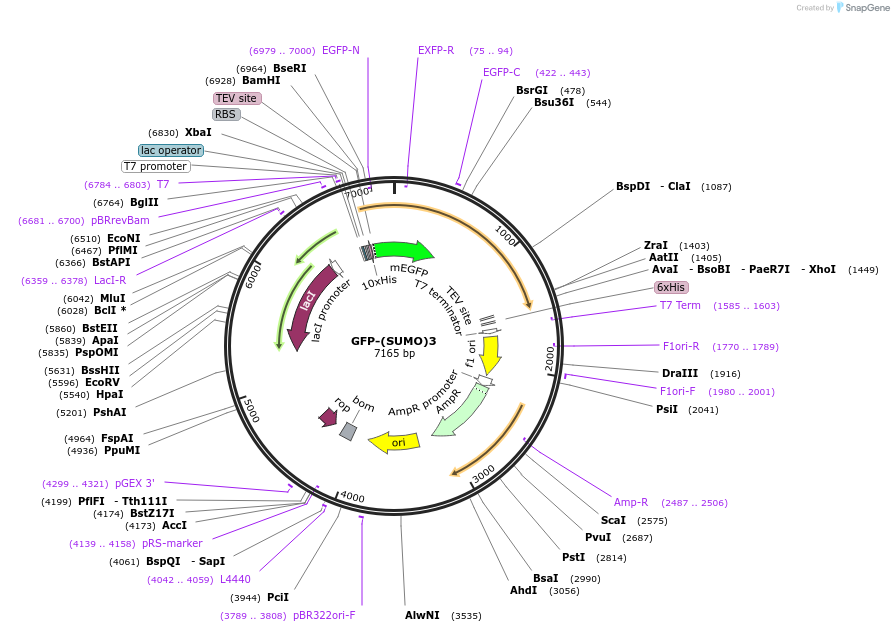 127093-plasmid-map-sequence-id-255275