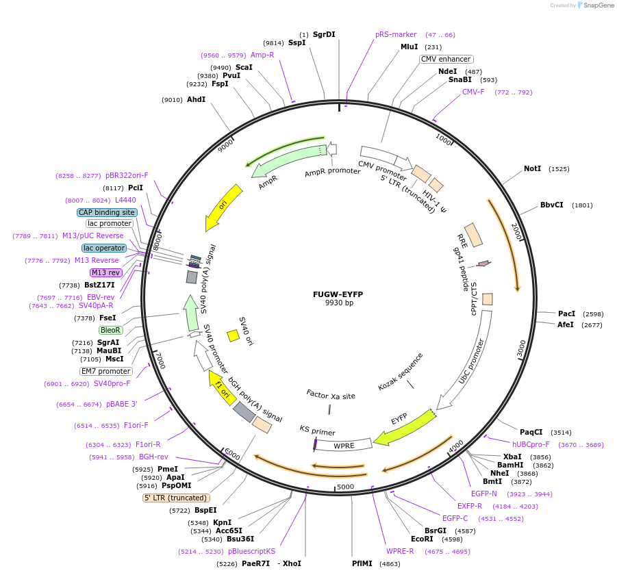 128074-plasmid-map-sequence-id-255276