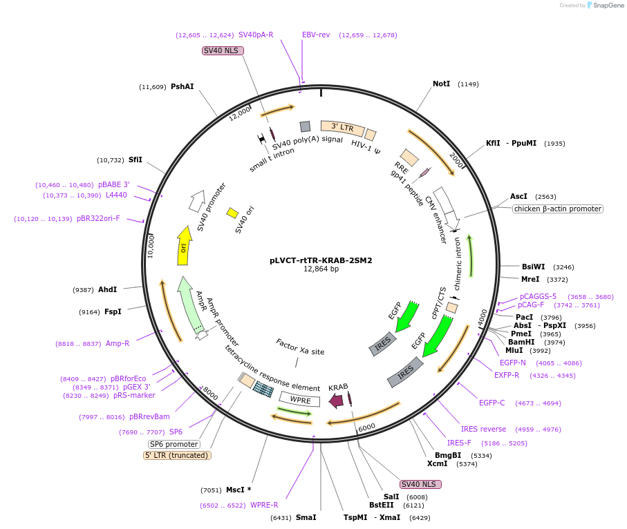 11779-plasmid-map-sequence-id-255304