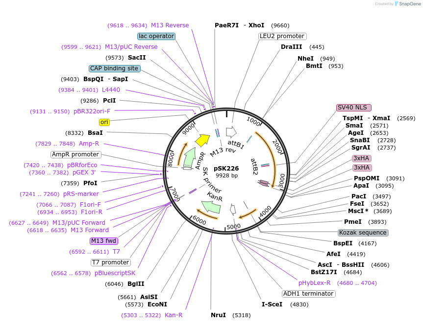 129268-plasmid-map-sequence-id-255490