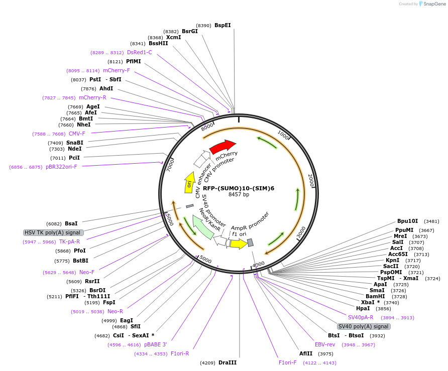 122026-plasmid-map-sequence-id-255492