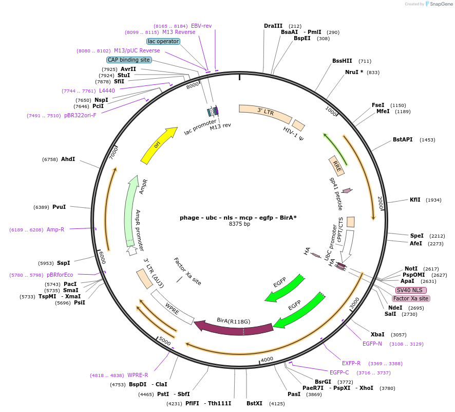 131134-plasmid-map-sequence-id-255499