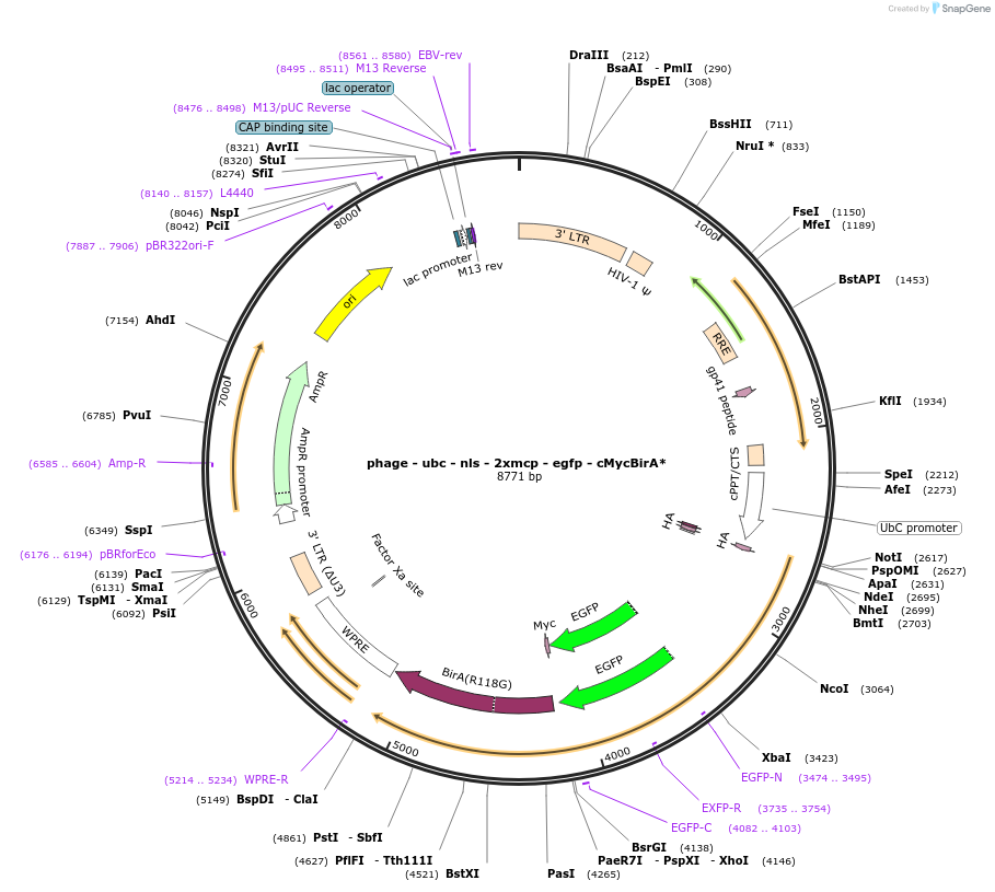 131133-plasmid-map-sequence-id-255501