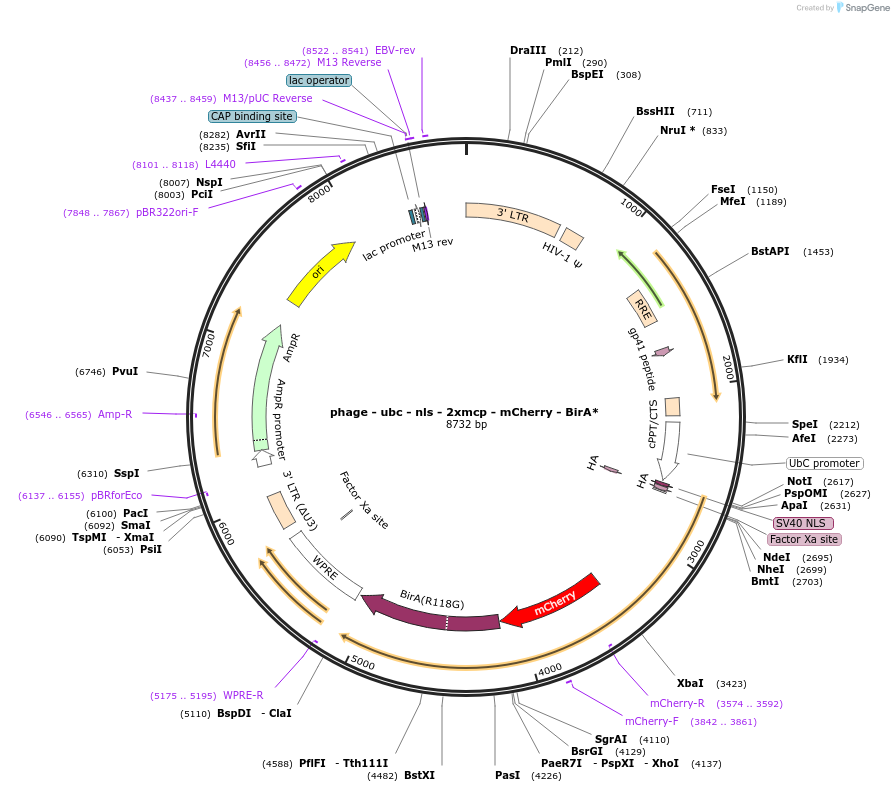 131136-plasmid-map-sequence-id-255502