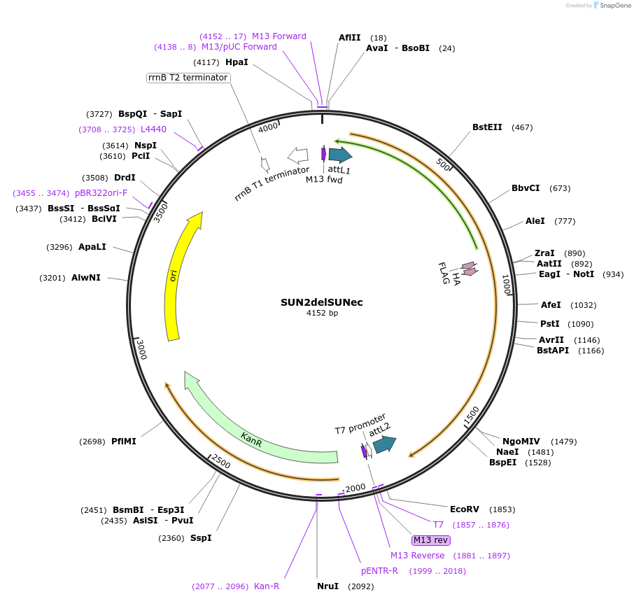 130847-plasmid-map-sequence-id-255540