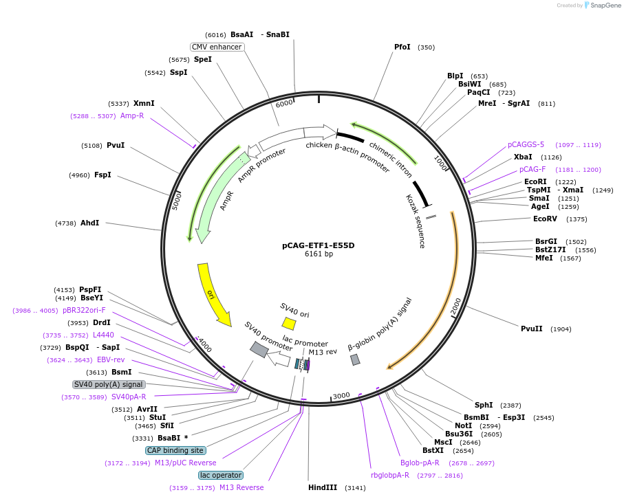 130876-plasmid-map-sequence-id-255546