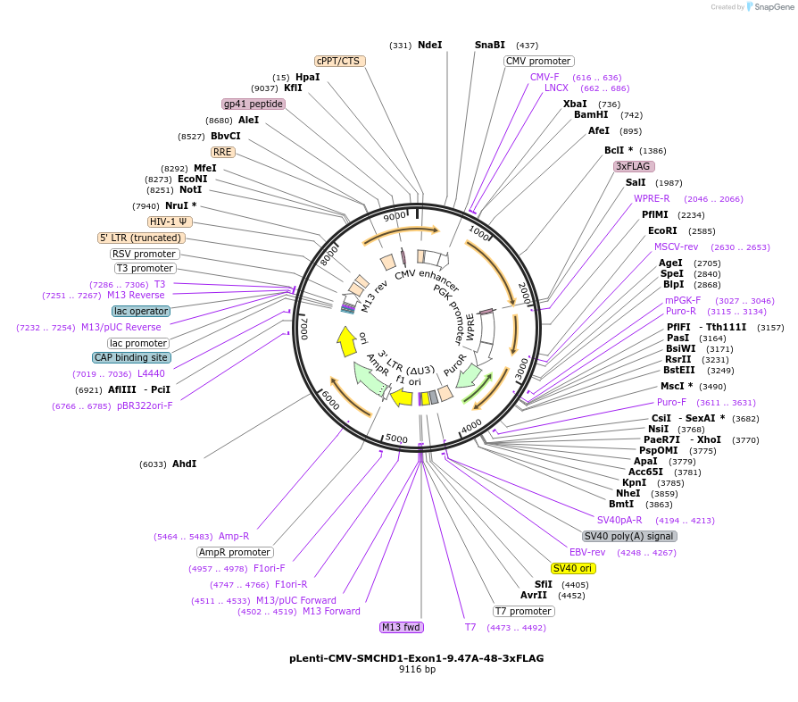 130687-plasmid-map-sequence-id-255550