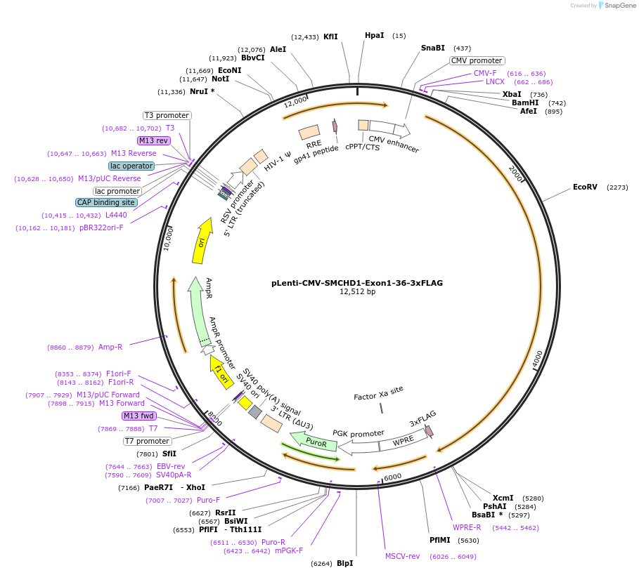 130681-plasmid-map-sequence-id-255551