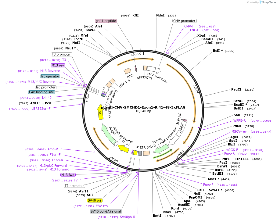 130685-plasmid-map-sequence-id-255554