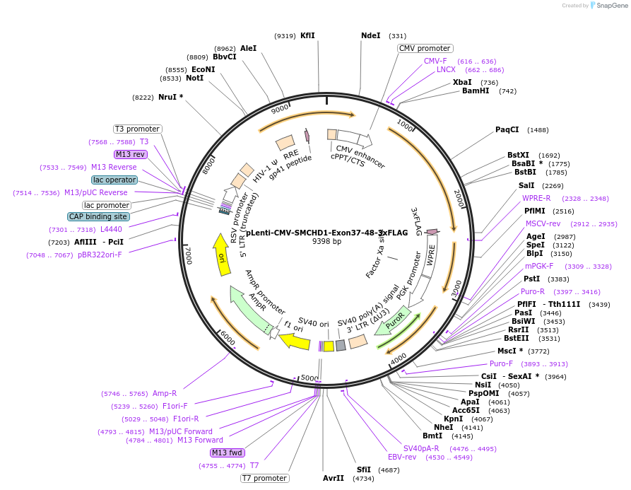 130688-plasmid-map-sequence-id-255555