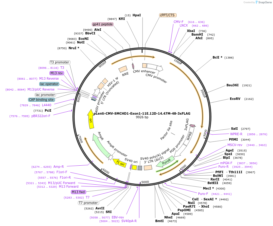 130684-plasmid-map-sequence-id-255556