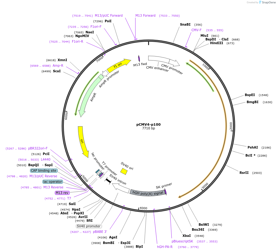 23287-plasmid-map-sequence-id-255628