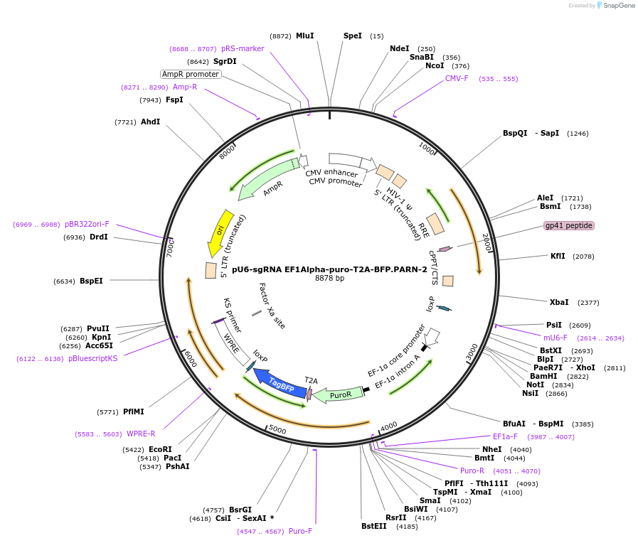 128760-plasmid-map-sequence-id-255630