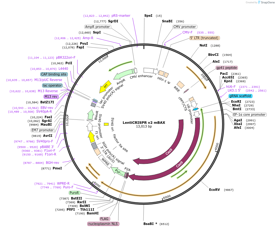 129577-plasmid-map-sequence-id-255637