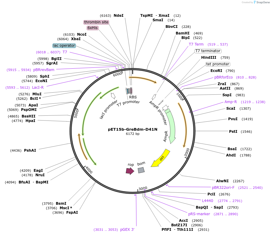 129691-plasmid-map-sequence-id-255639