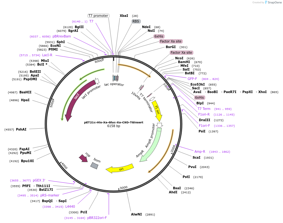 124660-plasmid-map-sequence-id-255641