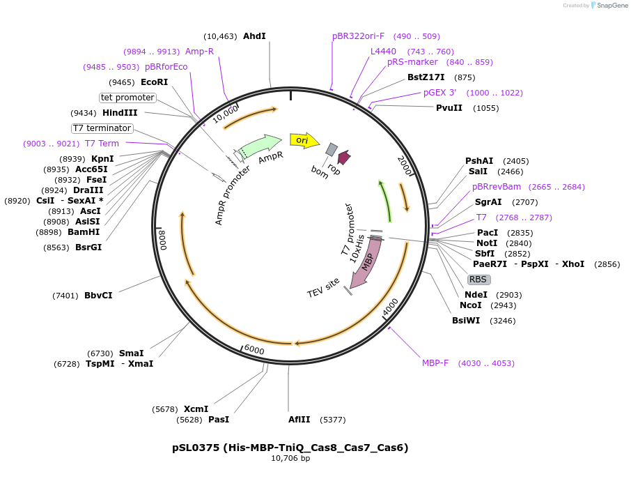 130640-plasmid-map-sequence-id-255648