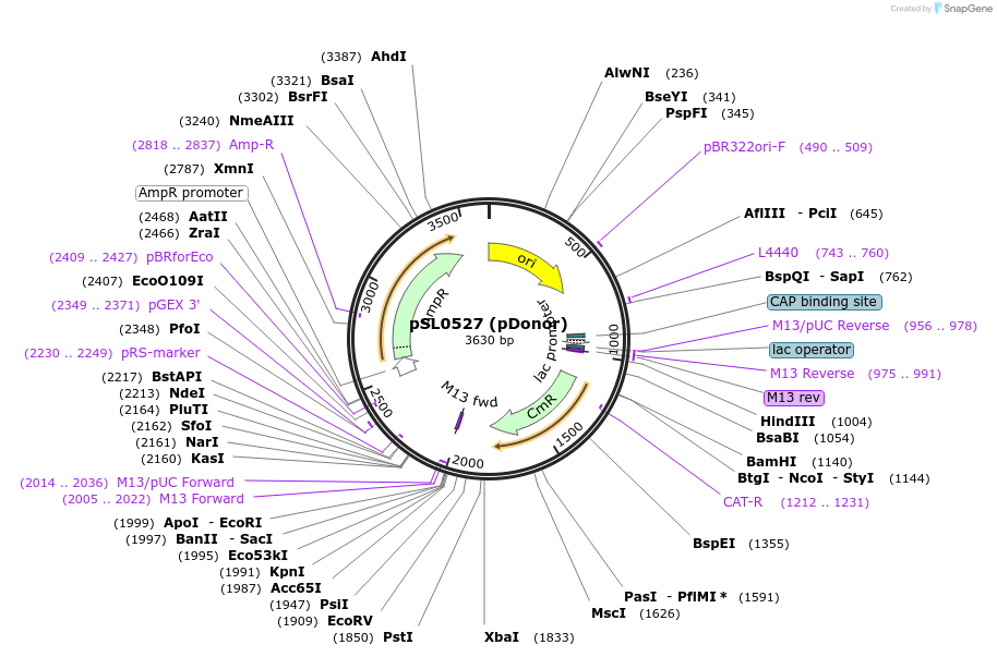 130634-plasmid-map-sequence-id-255649