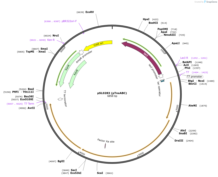 130633-plasmid-map-sequence-id-255651