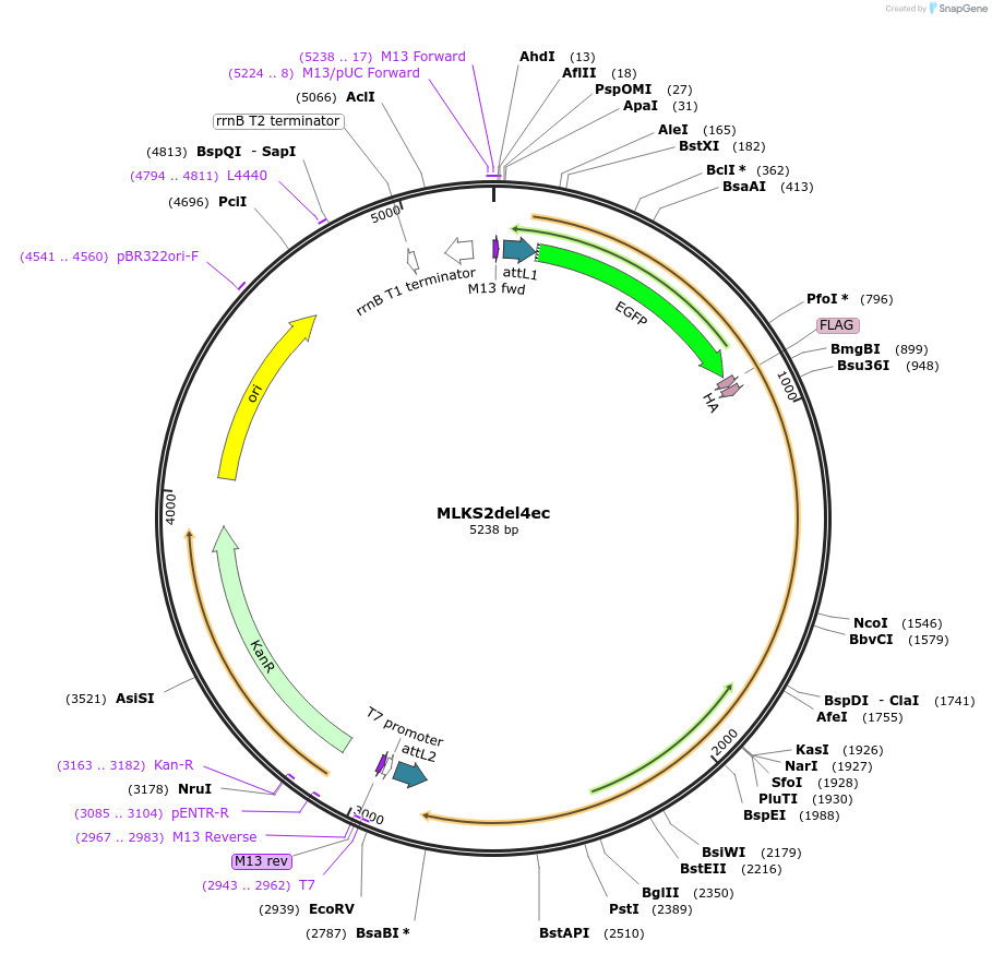 130857-plasmid-map-sequence-id-255655